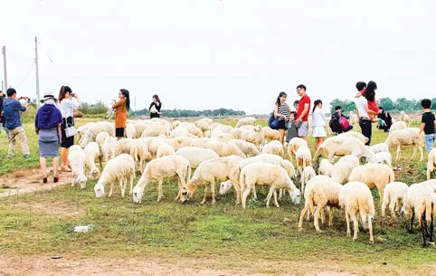 Đồng cừu Suối Nghệ đang là điểm hot của nhiều người thích lãng mạn.