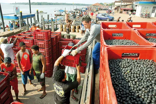 Xuất khẩu cà phê ở Brazil.