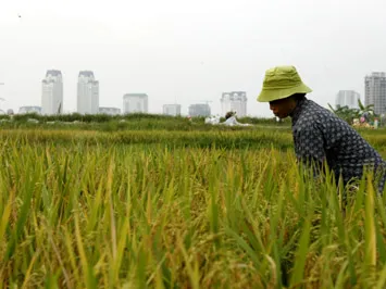 Đất lúa đang bị mất dần. (Ảnh internet)