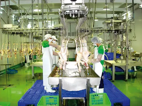 Dây chuyền giết mổ gà D&F của Dofico.