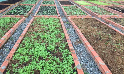 Săn đất canh tác nông nghiệp, trồng rau sạch nở rộ tại TPHCM trong 7 tháng qua.