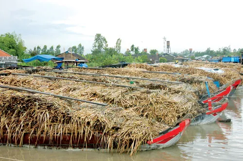 Khả năng cung ứng mía nguyên liệu rất thấp so với tổng công suất các nhà máy đường. Ảnh: L. ANH
