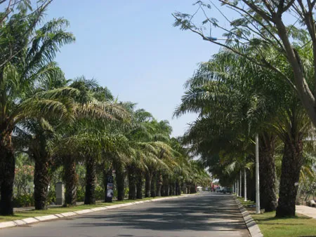 Con đường chính đi qua dự án vào khu vui chơi rợp mát bóng cây.