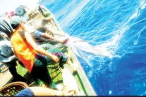 Ngư dân Phú Yên đánh bắt cá ngừ đại dương. Ảnh: Lã Anh