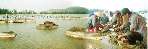 Khu nuôi cấy ngọc trai ở xã Lộc Bình rộng hơn 10ha mặt nước.