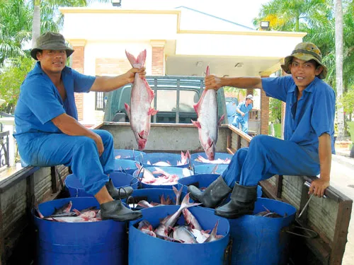 Nhiều hộ nuôi cá ở ĐBSCL đang bán cá cho Bianfishco. Ảnh: Phương Uyên