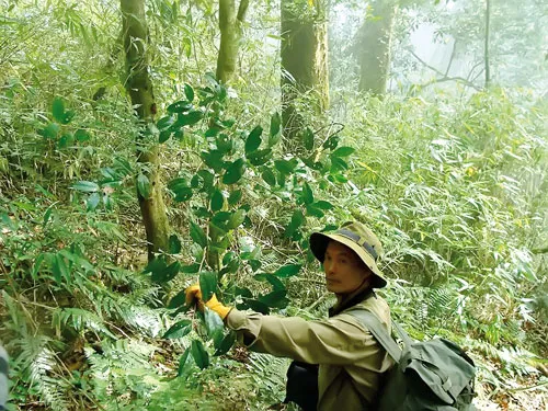 Ông Trần Ngọc Lâm tìm cây thuốc trên núi Hoàng Liên Sơn.