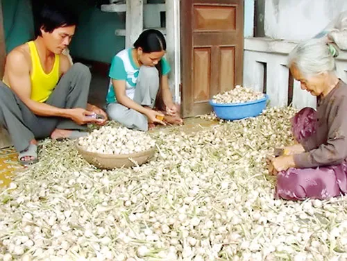 Đặc sản tỏi được nhiều người ví là "vàng trắng".