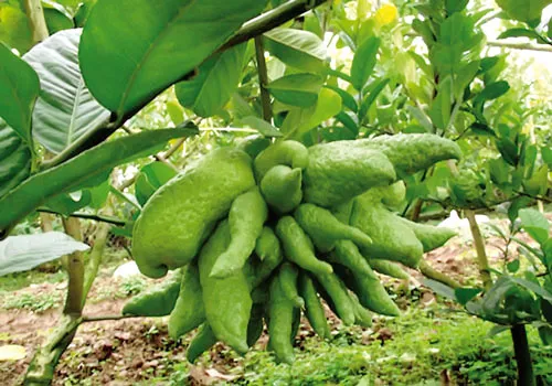 Quả càng to, ngón tay của phật thủ càng nhiều, dài, móng nhọn thì càng có giá trị. Anh Trần Thanh Liêm (phường Bình Thủy, quận Bình Thủy, TP Cần Thơ) tạo hình thành công 4 cặp dưa hấu hình xe hơi. Mỗi gốc cây ngũ quả được bán với giá 20-25 triệu đồng. Dưa hấu hình thỏi vàng. Bưởi hồ lô. Trái khóm phụng làm đẹp thêm cho những ngày xuân. Dưa hấu hình vuông. Dưa hấu hồ lô.