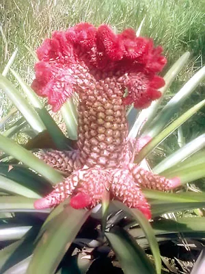 Quả càng to, ngón tay của phật thủ càng nhiều, dài, móng nhọn thì càng có giá trị. Anh Trần Thanh Liêm (phường Bình Thủy, quận Bình Thủy, TP Cần Thơ) tạo hình thành công 4 cặp dưa hấu hình xe hơi. Mỗi gốc cây ngũ quả được bán với giá 20-25 triệu đồng. Dưa hấu hình thỏi vàng. Bưởi hồ lô. Trái khóm phụng làm đẹp thêm cho những ngày xuân. Dưa hấu hình vuông. Dưa hấu hồ lô.