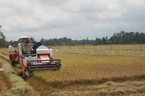 Nông dân trồng lúa ĐBSCL luôn lo lắng trúng mùa mất giá. Ảnh: Huy Phong