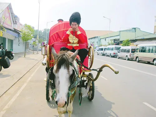 Nhiều chủ ngựa tranh thủ làm thêm dịch vụ cưới hỏi.