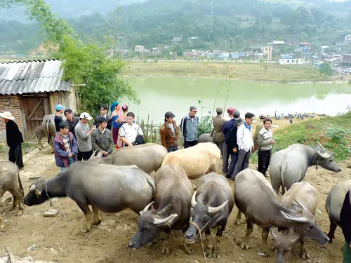 Một phiên chợ trâu Bắc Hà.