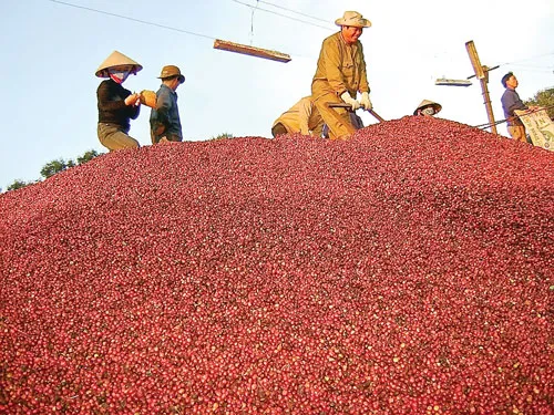 Cà phê là một ngành lợi thế cạnh tranh của Việt Nam, song vẫn còn nhiều bế tắc.