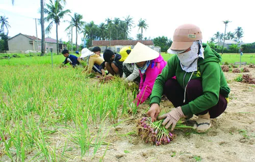 Thu hoạch hành trên đảo Lý Sơn. Thu hoạch hành trên đảo Lý Sơn.