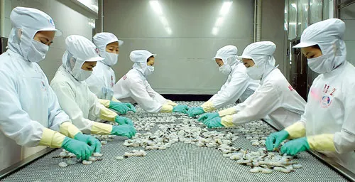 Chế biến tôm xuất khẩu tại Công ty thủy sản Minh Phú.