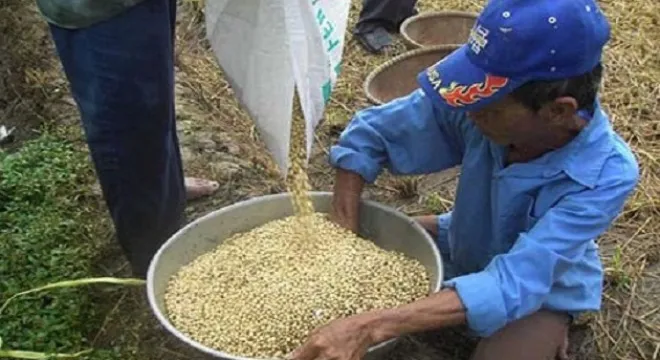 Cây đậu nành đứng trước nguy cơ biến mất khi Việt Nam tham gia vào TPP.