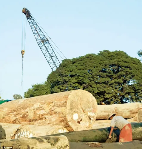 Những cánh rừng “chảy máu”. Những cánh rừng “chảy máu”.