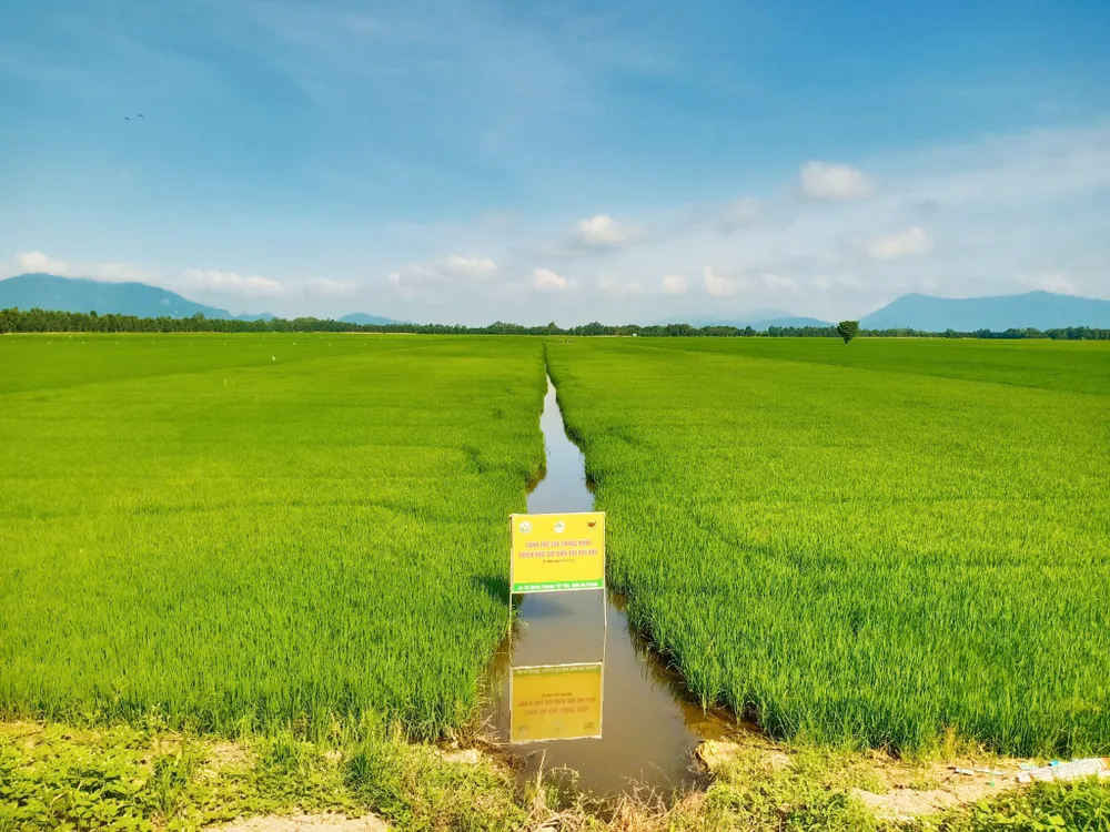 Tổng kết Mô hình “Canh tác lúa thông minh” ở ĐBSCL vụ Hè Thu 2021: Cho vụ mùa bội thu ảnh 2