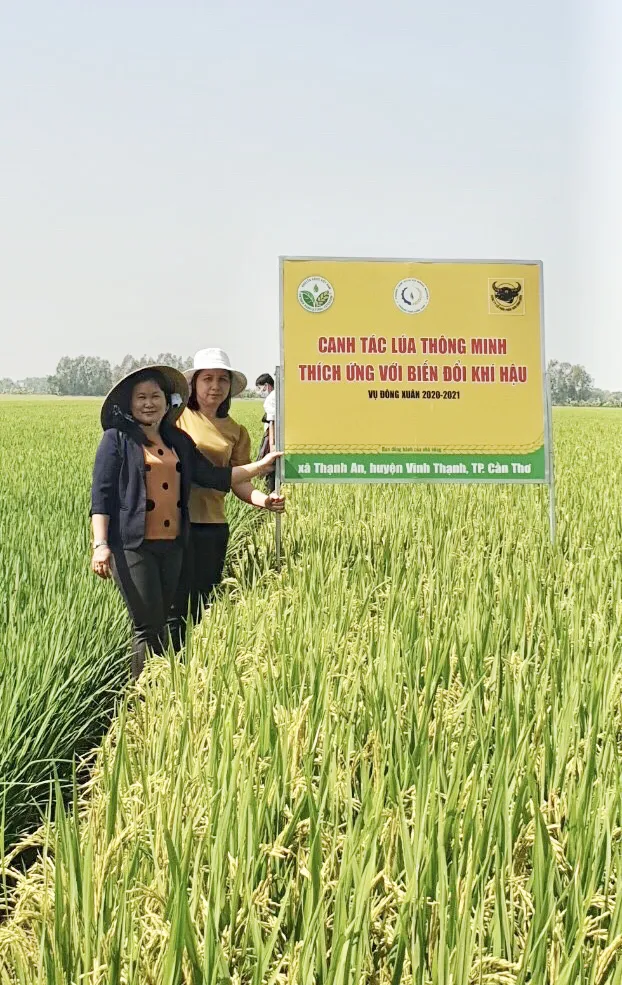 Tổng kết Mô hình “Canh tác lúa thông minh” ở ĐBSCL vụ Hè Thu 2021: Cho vụ mùa bội thu ảnh 3