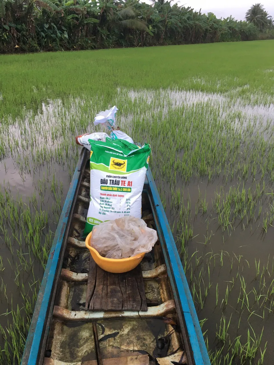 Canh tác lúa thông minh ở ĐBSCL: Giảm lượng giống thông minh nhưng vẫn tăng năng suất ảnh 2