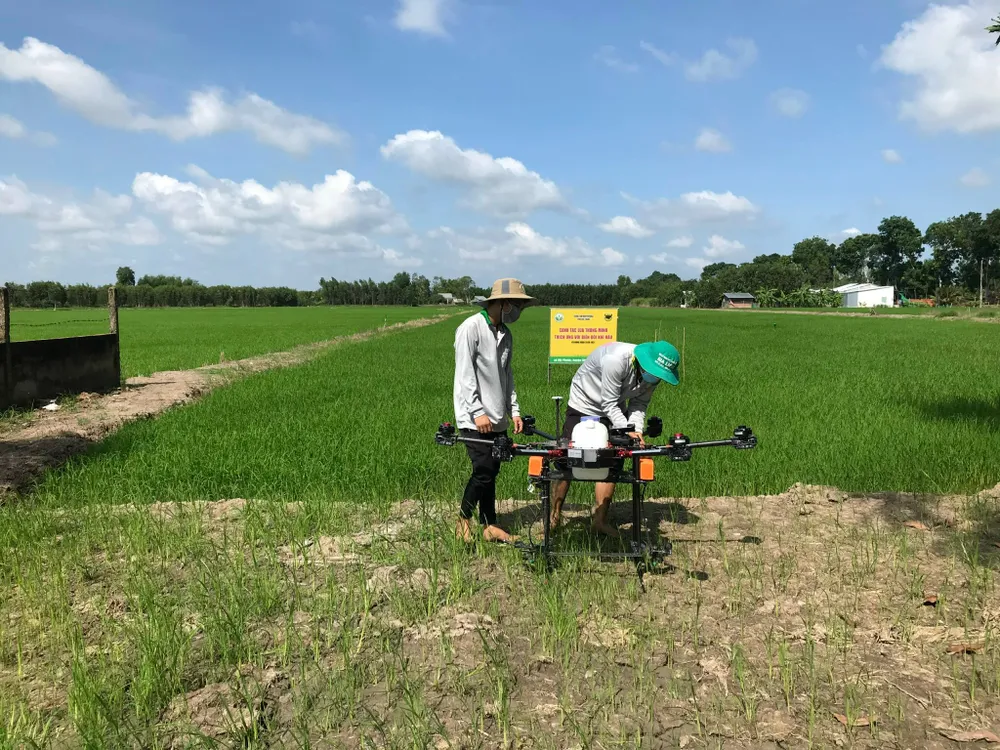 Canh tác lúa thông minh ở ĐBSCL: Giảm lượng giống thông minh nhưng vẫn tăng năng suất ảnh 3