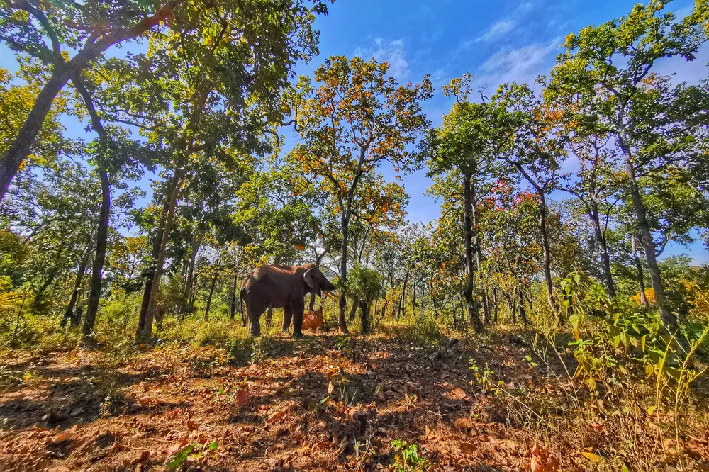 Đắk Lắk đi đầu trong mô hình du lịch thân thiện góp phần bảo tồn voi ảnh 4