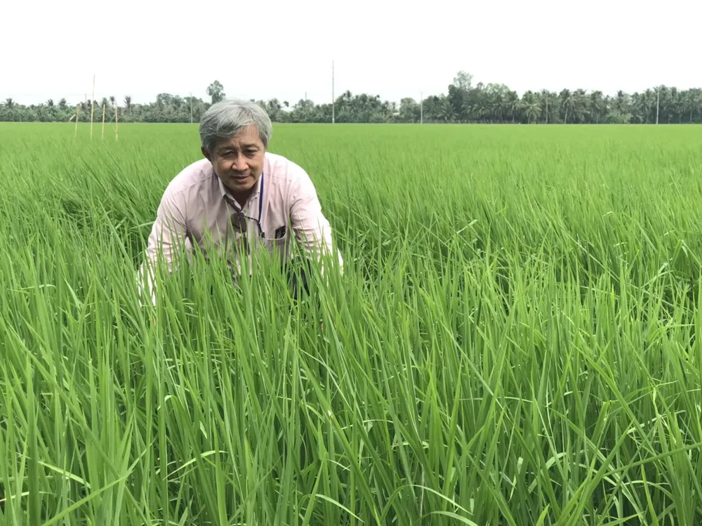 Canh tác lúa thông minh cần được nhân rộng ra cả nước ảnh 3