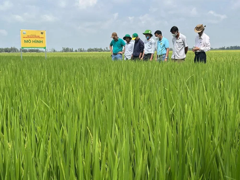 Cánh đồng mẫu "Canh tác lúa thông minh" ở ĐBSCL.