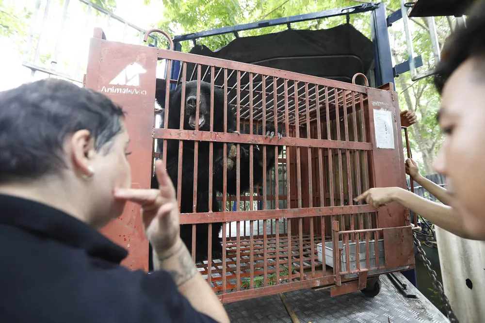 Tổ chức Động vật châu Á cứu hộ 7 cá thể gấu ngựa từ một gia đình ở Hà Nội ảnh 3