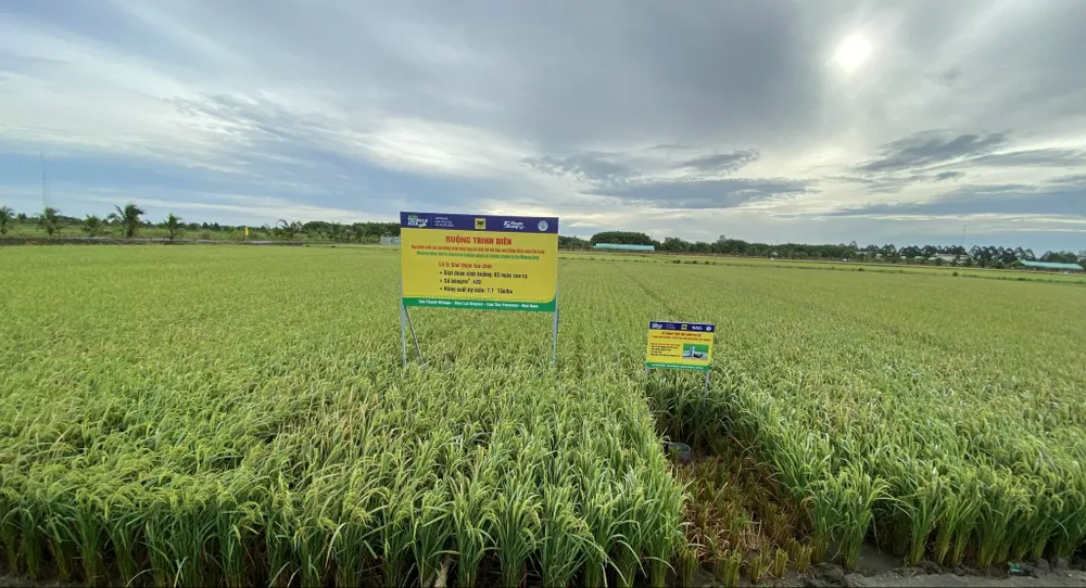 Bình Điền tiếp tục lan tỏa chương trình canh tác lúa thông minh ảnh 4