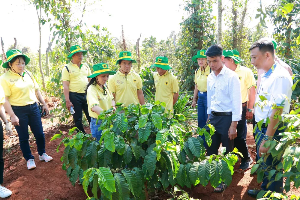 Chương trình Canh tác cà phê thông minh góp phần thực hiện chiến lược xanh hóa và giảm phát thải khí nhà kính của Bình Điền, hướng tới nền nông nghiệp bền vững.