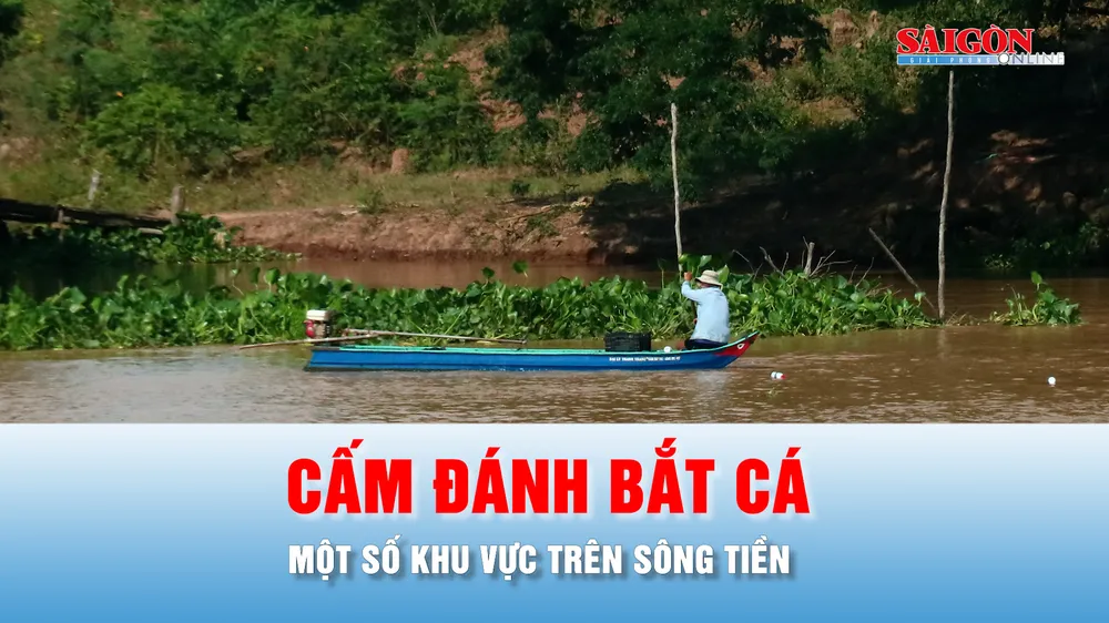 Podcast bản tin chiều 4-6: Vì sao Đồng Tháp cấm đánh bắt tôm cá trên sông Tiền?