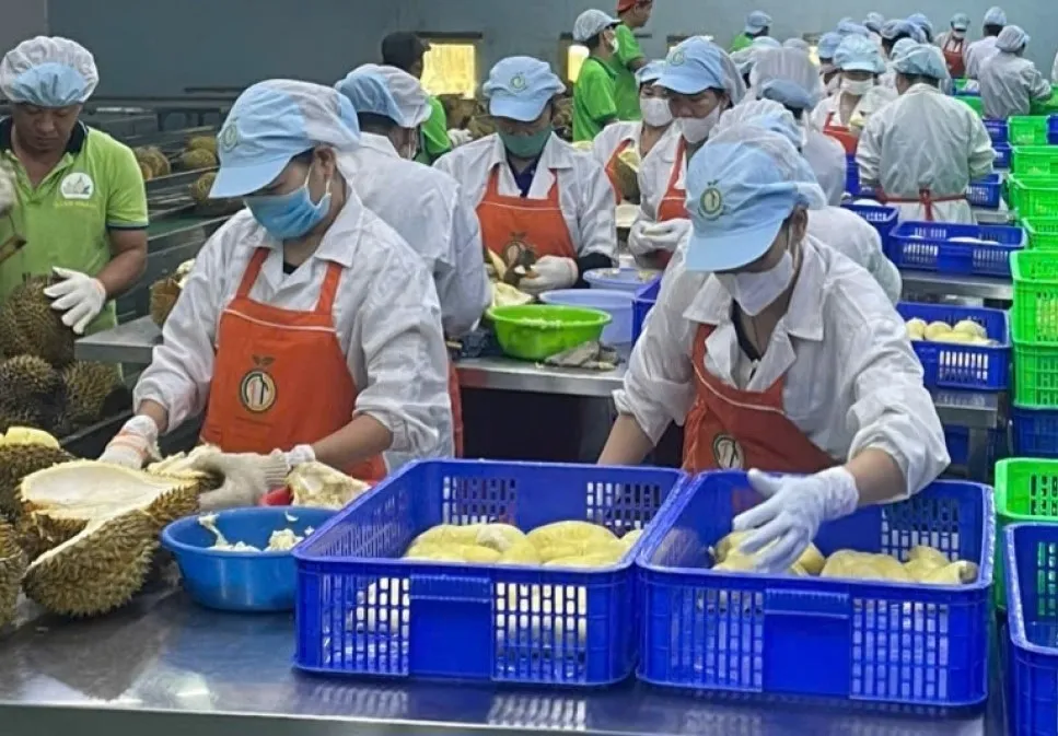 Xuất khẩu sầu riêng đông lạnh tăng mạnh