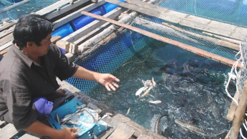 Nuôi cá bớp lồng bè ở đảo Hòn Chuối
