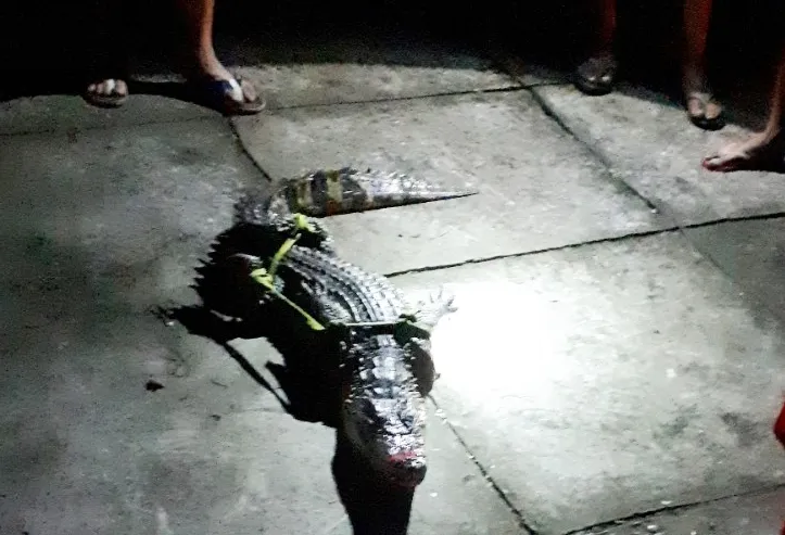 Con cá sấu bắt được nhà ông Tém. Ảnh: Thanh Minh