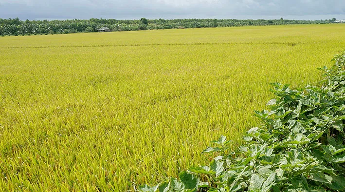 Chậm ban hành kết luận thanh tra, UBND huyện U Minh (Cà Mau) bị phê bình ảnh 1