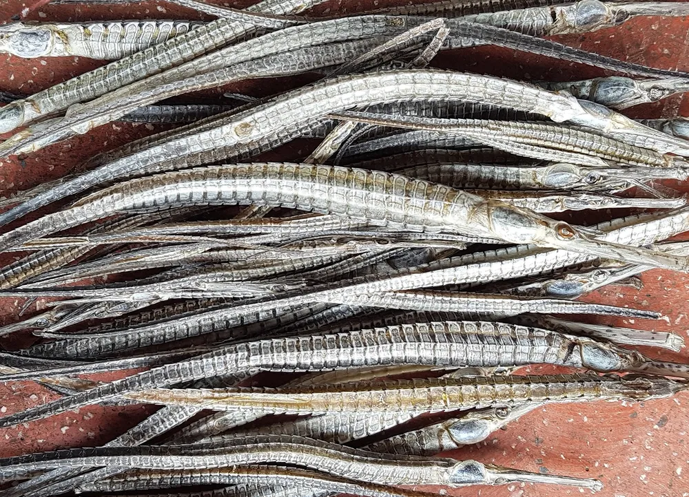 Cà Mau: Chỉ đạo nắm thông tin thương lái mua cá lìm kìm gai ảnh 1