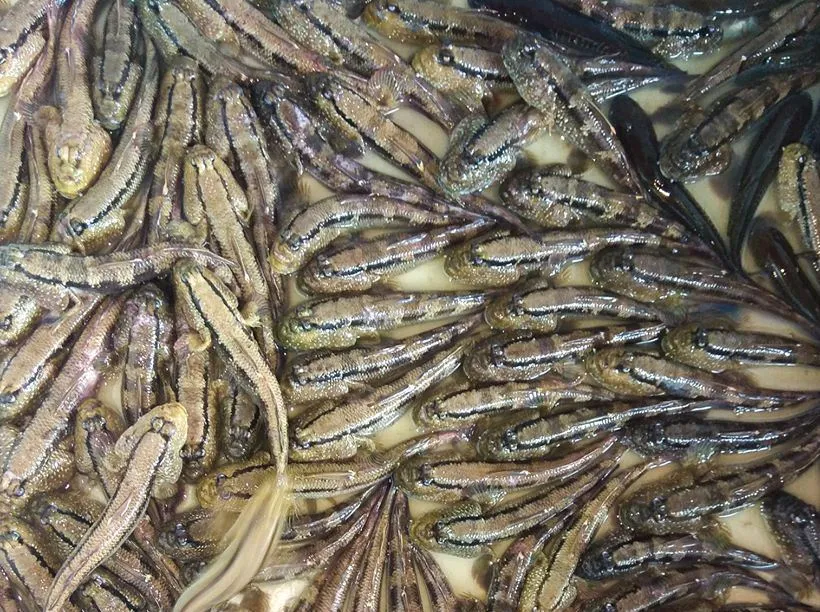 Công bố nhãn hiệu chứng nhận “Cá thòi lòi Đất Mũi - Cà Mau” ảnh 1