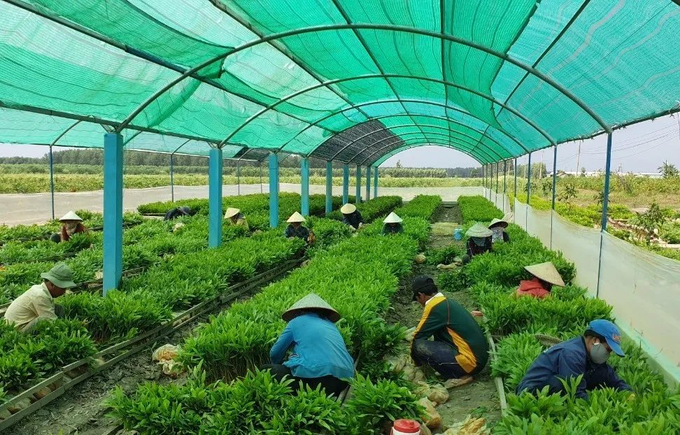 Cà Mau phát triển bền vững kinh tế rừng  ảnh 1