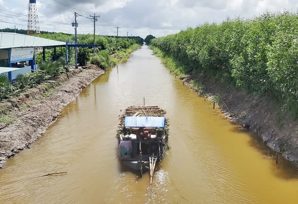 Cà Mau phát triển bền vững kinh tế rừng  ảnh 3