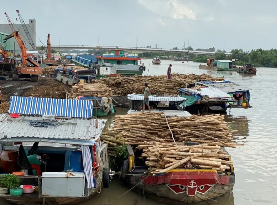 Cà Mau phát triển bền vững kinh tế rừng  ảnh 2