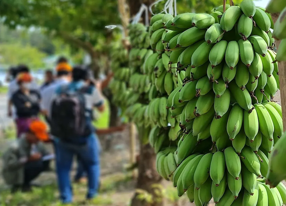 Nhà nông miệt rừng U Minh Hạ mang nhiều buồng chuối đến trưng bày, tham gia cuộc thi buồng chuối lớn nhất.