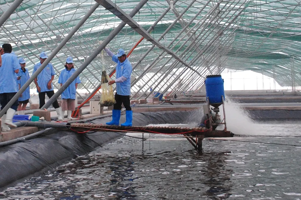 Mô hình tuôi tôm công nghệ cao trong nhà kính của Tập đoàn Việt Úc tại Bạc Liêu
