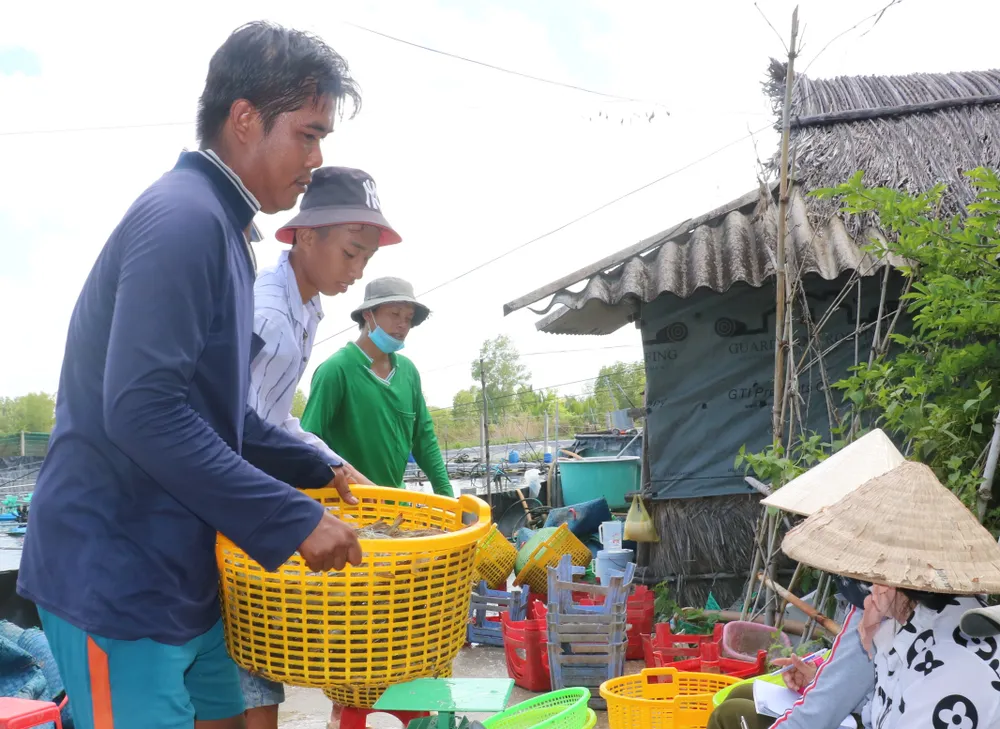 Giá tôm giảm mạnh gây khó khăn cho người nuôi tôm Giá tôm giảm mạnh gây khó khăn cho người nuôi tôm