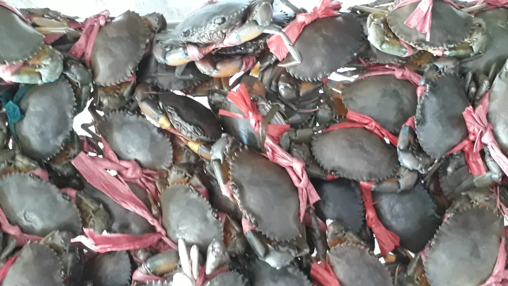 Cua biển là một trong những đặc sản nổi tiếng của tỉnh Cà Mau