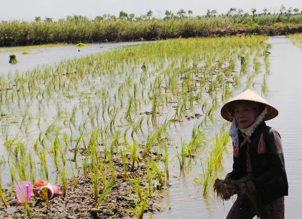 Cay lua tren dat nuoi tom 1.jpg