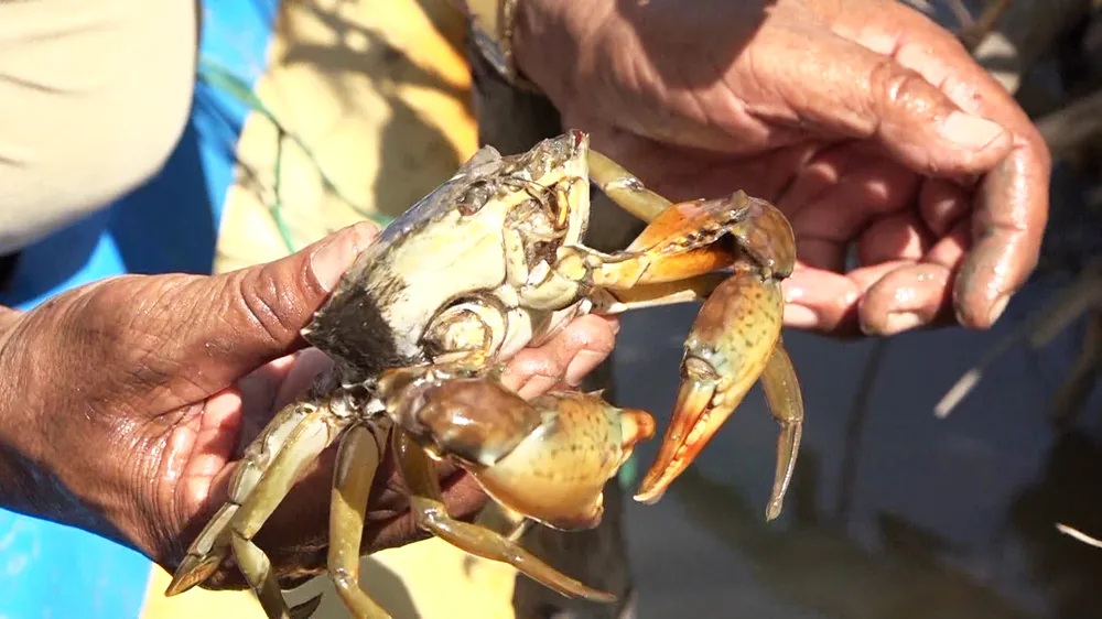 Cua nuoi bi chet o ca mau 2.jpg