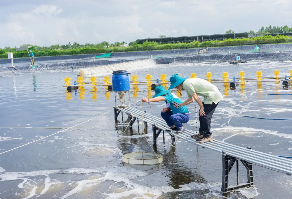 Mô hình nuôi tôm siêu thâm canh, ứng dụng công nghệ cao phát triển mạnh trong thời gian gần đây tại ĐBSCL. ẢNH, TRÚC ANH (2).jpg