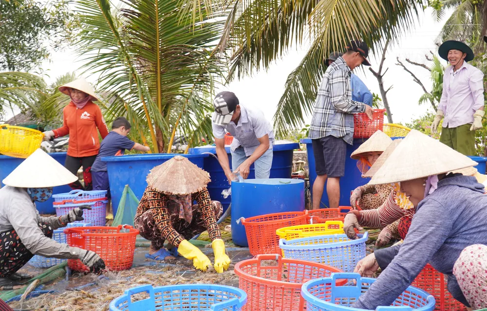 Thu hoach luan tom thoi binh 5.jpg